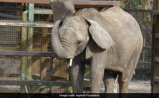 In "World First For Rewilding", UK Elephants Head To The Wild In Kenya