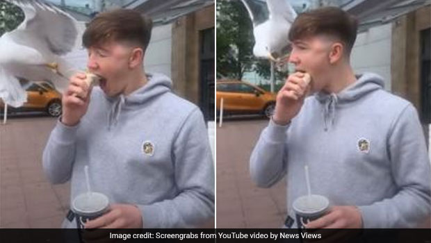 Watch: Seagull Steals Food Straight Out Of Man's Hands In Shocking Video