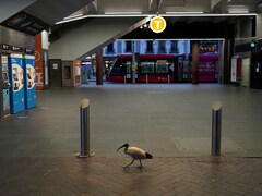 Sydney Records Highest Daily Rise In Covid Cases Since Pandemic