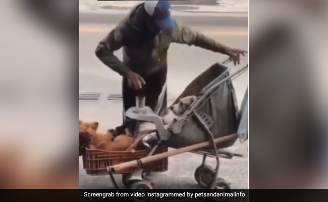 शख्स खुद था बेघर, लेकिन कुत्तों के लिए सड़क पर बना दिया चलता फिरता आशियाना, लोग बोले- "यही है दुनिया का सबसे अमीर इंसान"