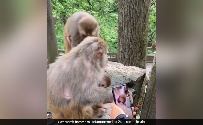 बच्चे की जबरदस्ती Photo खींचने पर नाराज़ हो गई बंदरिया, फिर शख्स के मोबाइल पर ऐसे निकाला गुस्सा, देखें Video बच्चे की जबरदस्ती Photo खींचने पर नाराज़ हो गई बंदरिया, फिर शख्स के मोबाइल पर ऐसे निकाला गुस्सा, देखें Video