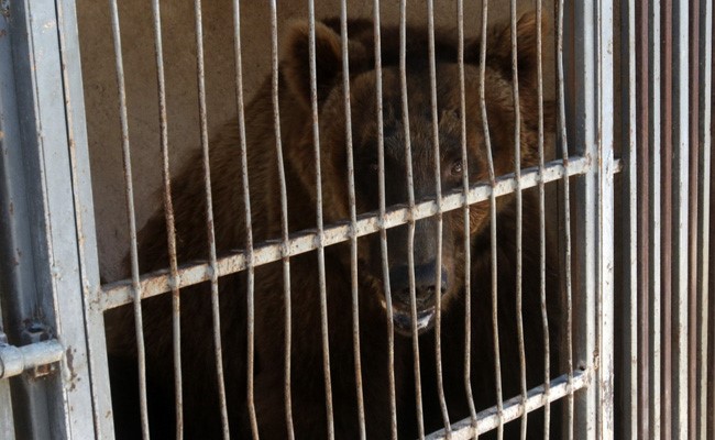 "...Deserve Better Than Small Cages": Two Bears Head For US From Crisis-Hit Lebanon