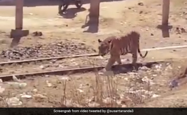 रेल की पटरी पर अकेला टहल रहा था बाघ, लोग बोले- ‘लॉकडाउन के बाद दोस्तों से मिलने के लिए निकला है’ - देखें Video