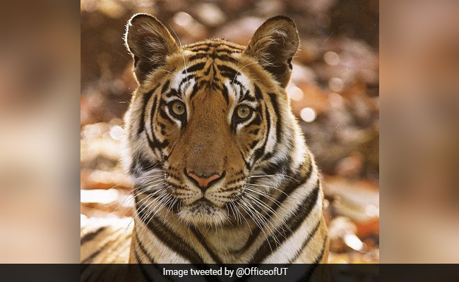 On Tiger's Day, Uddhav Thackeray's Big Cat Clicks Are A Delight To Watch