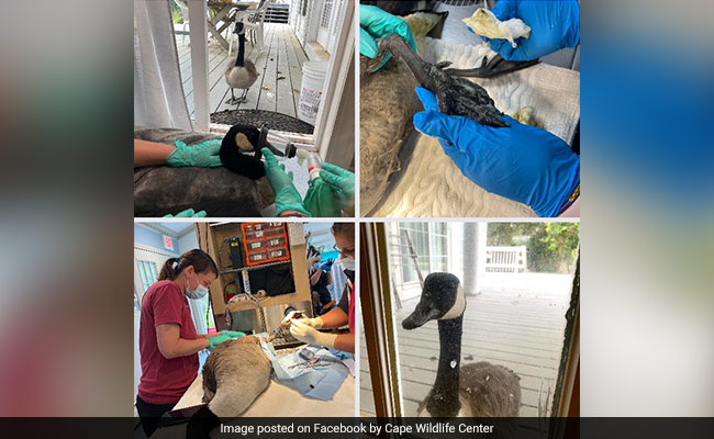 "Through Sickness And Health": Goose Waits Outside Clinic As Mate Recovers