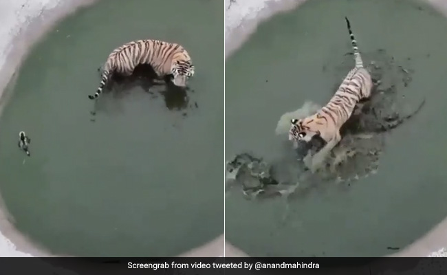 Valuable Startup Lesson By A Duck And Tiger. Thanks Anand Mahindra