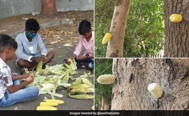 बच्चों ने Pocket Money से भुट्टा खरीदकर पक्षियों को खिलाया खाना, लोग बोले- ‘इनका दिल सबसे ज्यादा बड़ा है’