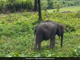 जंगल में घास के ऊपर टहल रहा था नन्हा हाथी, लोग बोले- अच्छी घास को पहचानने लगा है छोटू - देखें Cute Video जंगल में घास के ऊपर टहल रहा था नन्हा हाथी, लोग बोले- अच्छी घास को पहचानने लगा है छोटू - देखें Cute Video