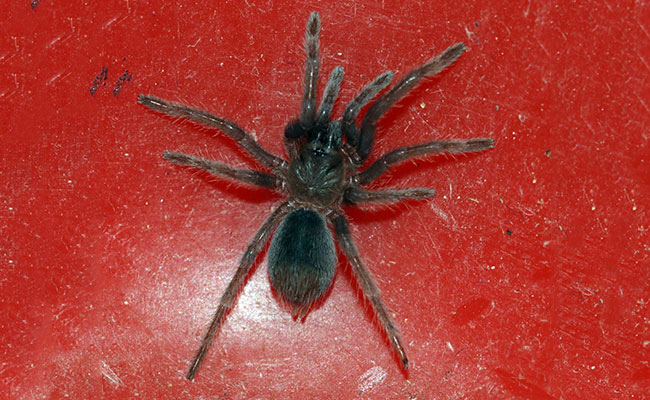 Over 100 Live Spiders Found Crawling Inside Parcel By Chennai Customs