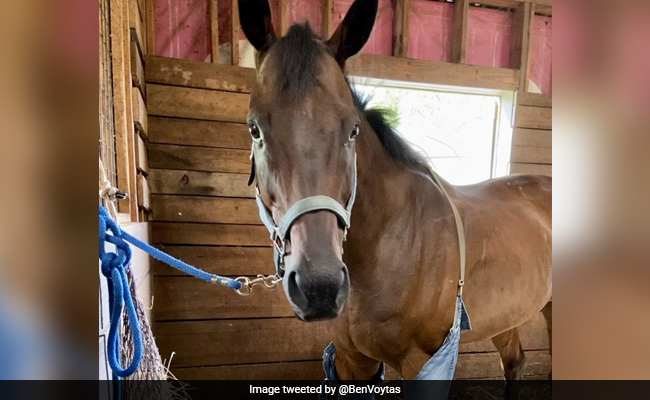 जींस पहने हुए घोड़े की फोटो सोशल मीडिया पर हुई वायरल, तो लोग बोले- ‘गले में एक टाई भी लगा देते’