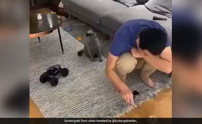 Angry Cat : माल‍िक बिल्‍ली के बच्‍चे के साथ लगा खेलने, बिल्ली हो गई गुस्‍सा, देखें Viral Video