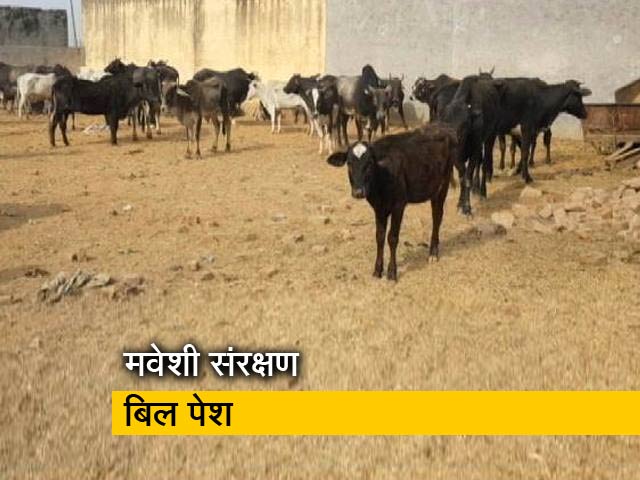 'हिंदू इलाकों  में नहीं बेचा जा सकेगा बीफ' : असम में मवेशी संरक्षण बिल पेश