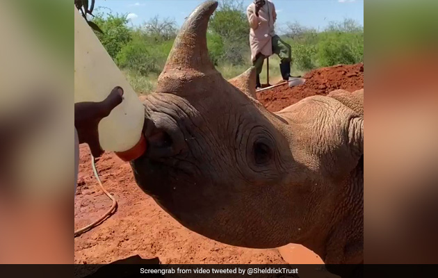 गैंडे के बच्चे ने बोतल से पिया दूध, फिर मिट्टी से मालिश करवाकर लगाई दौड़, थककर ऐसे लगा सोने- देखें Cute Video गैंडे के बच्चे ने बोतल से पिया दूध, फिर मिट्टी से मालिश करवाकर लगाई दौड़, थककर ऐसे लगा सोने- देखें Cute Video