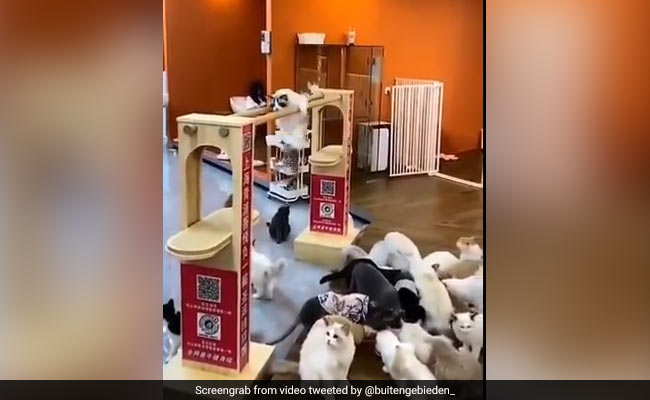 Tokyo Olympics: सोशल मीडिया पर वायरल हुआ बिल्ली का मजेदार वीडियो, दिलाएगा ओलंपिक की याद..