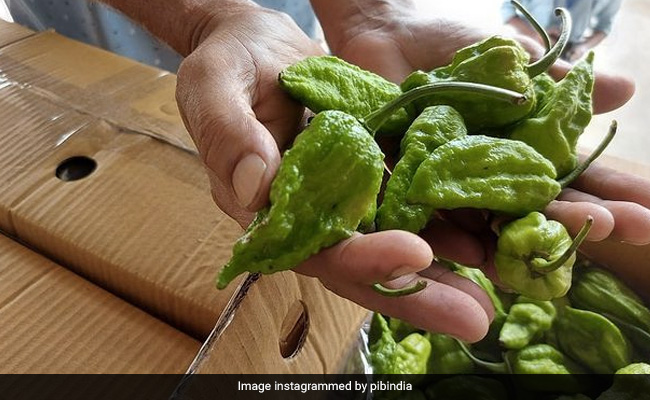 <i>Bhut Jolokia</i> Goes To London, With Love From India