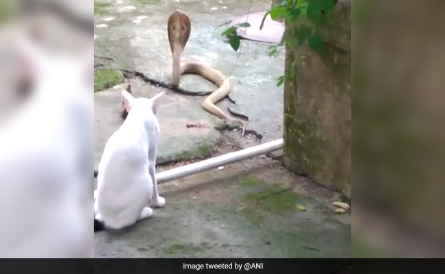 Pet Cat Stands Guard Outside Odisha House To Prevent Cobra From Entering