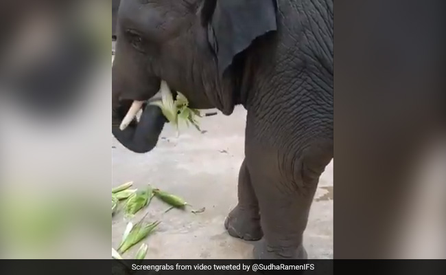 हाथी मज़े से छील-छीलकर खा रहा था भुट्टा, वीडियो ने जीता लोगों का दिल, बोले- अपनी पसंदीदा चीज खा रहा है - देखें Video