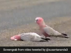 पक्षी ने साथी की मौत से दुखी होकर उसे ऐसे दी अंतिम विदाई, Video देख आंख में आ जाएंगे आंसू