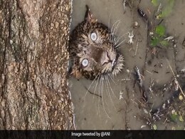 कुएं में गिरे तेंदुए को ऐसे निकाला गया बाहर, फोटो हुई वायरल, तो लोग बोले- ‘कुछ कह रही हैं इसकी आंखे’ - देखें Photos कुएं में गिरे तेंदुए को ऐसे निकाला गया बाहर, फोटो हुई वायरल, तो लोग बोले- ‘कुछ कह रही हैं इसकी आंखे’ - देखें Photos