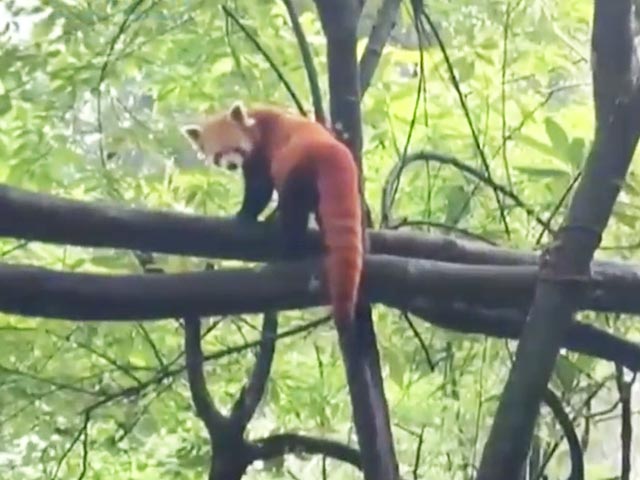Darjeeling Zoo Welcomes Red Panda Cubs