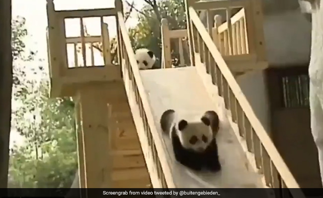 पांडा ने झूले पर की बच्चों की तरह मस्ती, झूले से गिरकर सभी ऐसे हुए लोटपोट, Video देखकर लोगों ने कहा - So Cute