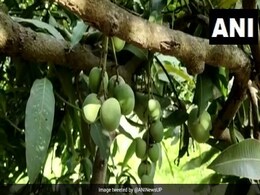 लोगों के लिए अजूबा बना आम का पेड़, एक ही पेड़ पर लगते हैं 121 वैरायटी के आम लोगों के लिए अजूबा बना आम का पेड़, एक ही पेड़ पर लगते हैं 121 वैरायटी के आम