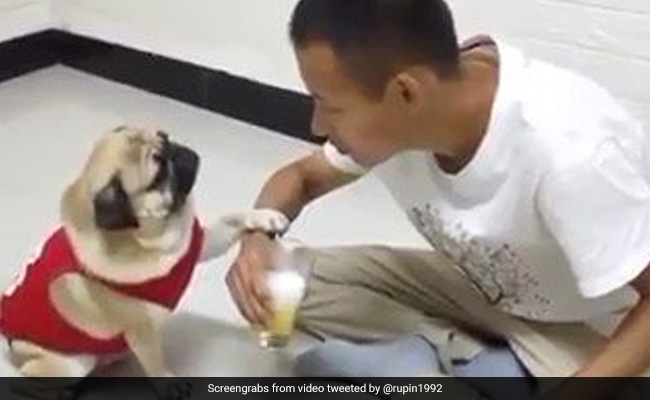 Wafadar Dog : जब डॉगी ने गलत काम करने पर पकड़ लिया मालिक का हाथ, जानें फिर क्या हुआ...देखें Viral Video