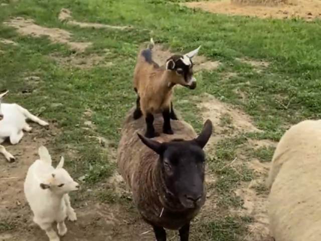 छोटी भेड़ों ने एक दूसरे के ऊपर चढ़कर ऐसे की मस्ती