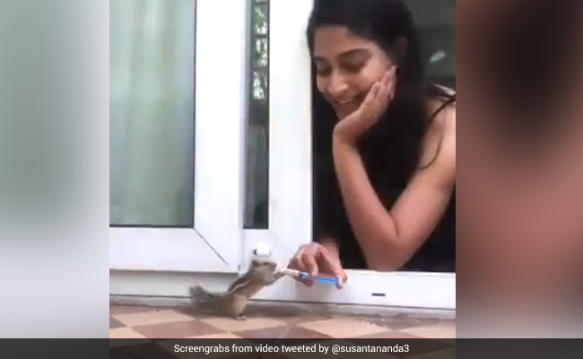 गिलहरी के बच्चे को लगी थी भूख, तो लड़की ने इंजेक्शन से ऐसे पिलाया उसे दूध, Video ने जीता लोगों का दिल