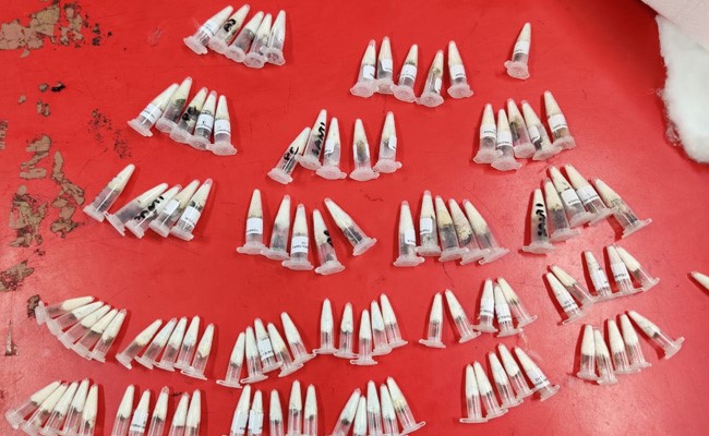 चेन्नई एयरपोर्ट पर डाक पार्सल में मिलीं जीवित मकड़ियां, कस्टम ने जब्त कर वापस भेजा