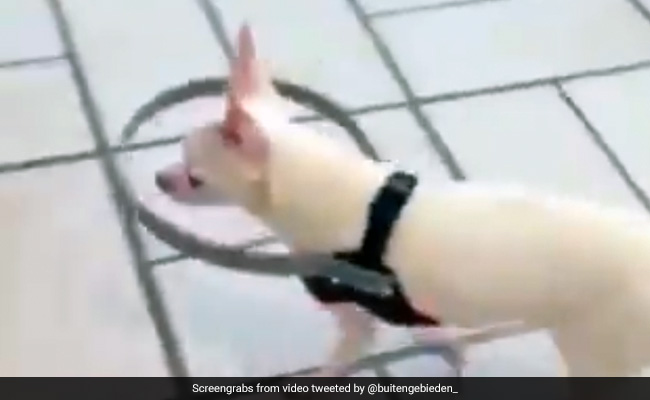 देख नहीं सकता था कुत्ता, गिरने के डर से छोड़ दिया था चलना, फिर मालिक ने किया गज़ब जुगाड़, यूं भागने लगा डॉगी, देखें Video