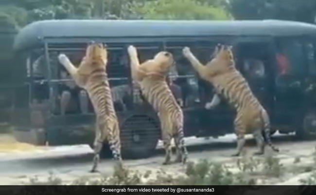 गाड़ी के अंदर बैठे थे टूरिस्ट, कुछ ही देर में तीन बाघों ने घेर ली पूरी गाड़ी और फिर किया कुछ ऐसा - देखें Shocking Video