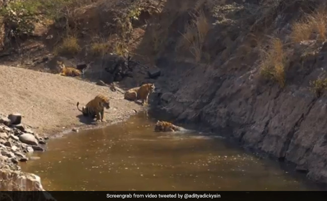 एकसाथ मस्ती से नहाते दिखे कई बाघ, लोग बोले- मंत्रमुग्ध कर देने वाला नज़ारा - देखें Video