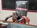 Video : Viral Video: Monkey Takes Over Principal's Chair In Gwalior School