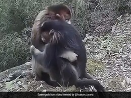 बंदर को उदास देख दूसरे ने प्यार से यूं गले लगाकर दिया सहारा, Video ने जीता लोगों का दिल बंदर को उदास देख दूसरे ने प्यार से यूं गले लगाकर दिया सहारा, Video ने जीता लोगों का दिल