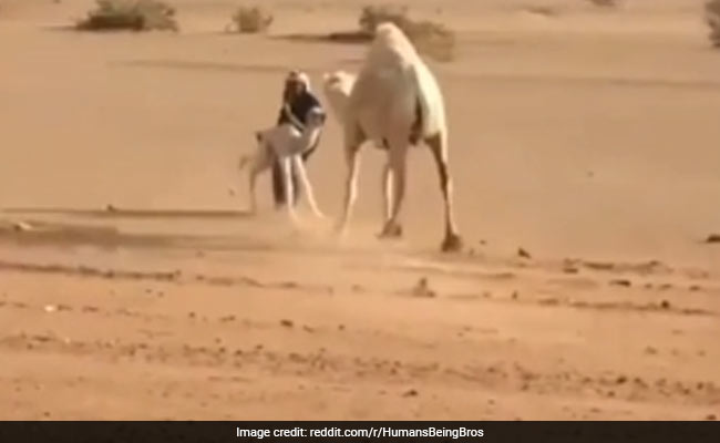 ऊंट और उसके बच्चे को सड़क के बीच से हटाने के लिए शख्स ने की अजीबोगरीब हरकत, Video देख लोटपोट हो जाएंगे आप