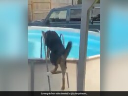 कुत्ते ने पहले पूल में यूं लगाई छलांग, फिर करने लगा शानदार स्विमिंग, लोग बोले- Smart Dog, देखें VIDEO कुत्ते ने पहले पूल में यूं लगाई छलांग, फिर करने लगा शानदार स्विमिंग, लोग बोले- Smart Dog, देखें VIDEO