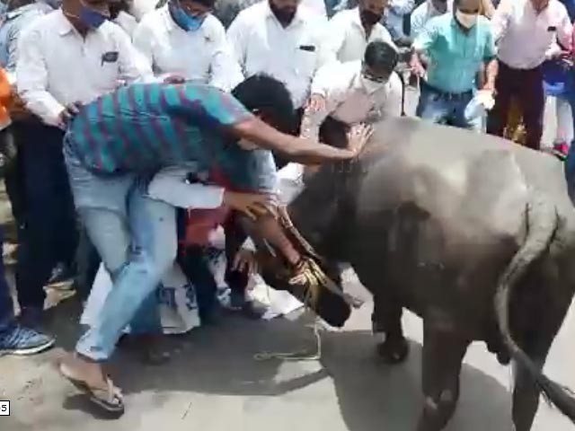 Buffalo Brought To Protest Site Goes On The Rampage, 1 Injured