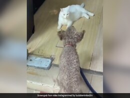 भौंक रहा था कुत्ता, गुस्साई बिल्ली ने अचानक कर दिया हमला, फिर यूं जान बचाता दिखा डॉगी, देखें Video भौंक रहा था कुत्ता, गुस्साई बिल्ली ने अचानक कर दिया हमला, फिर यूं जान बचाता दिखा डॉगी, देखें Video