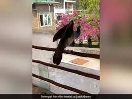 धर्मेंद्र के फार्म हाउस पर मोर ने खूब की मस्ती, Video शेयर कर बोले- बहुत खुश हूं... धर्मेंद्र के फार्म हाउस पर मोर ने खूब की मस्ती, Video शेयर कर बोले- बहुत खुश हूं...