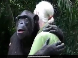 चिंपैंजी ने जाने से पहले रेस्क्यु टीम की महिला को प्यार से लगाया गले, Video ने जीता लोगों का दिल, बोले- बिना शर्त वाला प्यार चिंपैंजी ने जाने से पहले रेस्क्यु टीम की महिला को प्यार से लगाया गले, Video ने जीता लोगों का दिल, बोले- बिना शर्त वाला प्यार