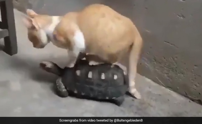 Funny Cat:  मज़ेदार अंदाज़ में की  कछुए की सवारी, इंटरनेट पर छाया Video, लोग बोले- "बेचारा कछुआ"
