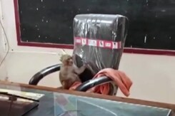Viral Video: Monkey Takes Over Principal's Chair In Gwalior School Viral Video: Monkey Takes Over Principal's Chair In Gwalior School