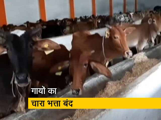 मध्य प्रदेश में मॉडल गौशाला फ्लॉप, गायों को चारा देने के लिए सरकार के पास नहीं हैं पैसे