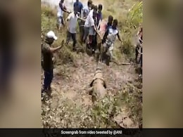 12 फुट लंबे मगरमच्छ का ऐसे किया गया रेस्क्यू, स्थानीय लोगों ने वन विभाग को सौंपा - देखें Viral Video 12 फुट लंबे मगरमच्छ का ऐसे किया गया रेस्क्यू, स्थानीय लोगों ने वन विभाग को सौंपा - देखें Viral Video