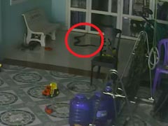 King Cobra Tries To Follow Child Indoors In Hair-Raising Video