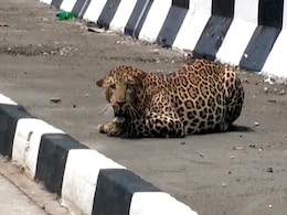 Spotted: Leopard Resting At Side Of 4-Lane Highway In Madhya Pradesh Spotted: Leopard Resting At Side Of 4-Lane Highway In Madhya Pradesh