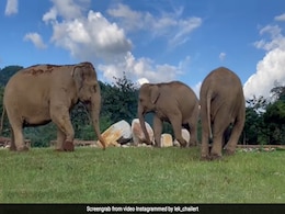 हाथी देख नहीं सकता था, तो उसके साथी ने उसे खाना खिलाने के लिए किया कुछ ऐसा, Video ने जीता लोगों का दिल हाथी देख नहीं सकता था, तो उसके साथी ने उसे खाना खिलाने के लिए किया कुछ ऐसा, Video ने जीता लोगों का दिल