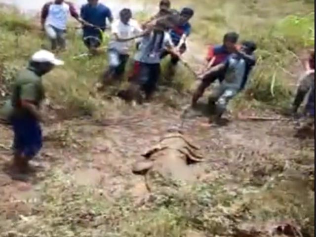 12-Foot Crocodile Rescued By Locals In Maharashtra's Sangli