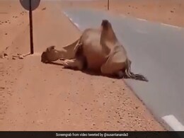 गर्मी से परेशान ऊंट को लगी थी प्यास, रास्ते से जा रहे शख्स ने बोतल से पिलाया पानी, Video दिल को छू जाएगा गर्मी से परेशान ऊंट को लगी थी प्यास, रास्ते से जा रहे शख्स ने बोतल से पिलाया पानी, Video दिल को छू जाएगा